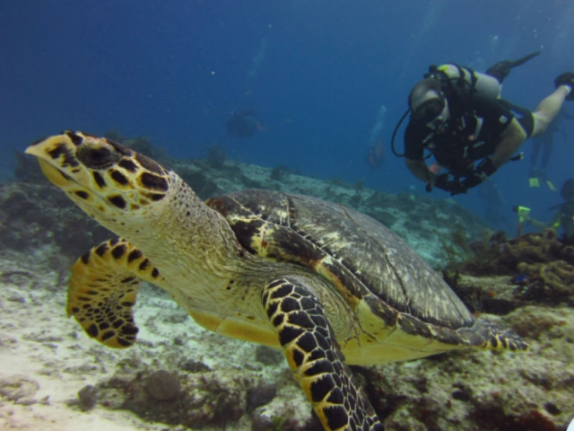  Schildkröte in Cozumel 